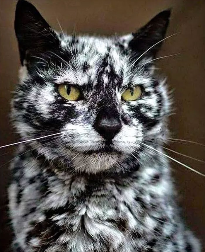 34 fotos de gatos supermodelos que certamente sabem fazer uma pose 32