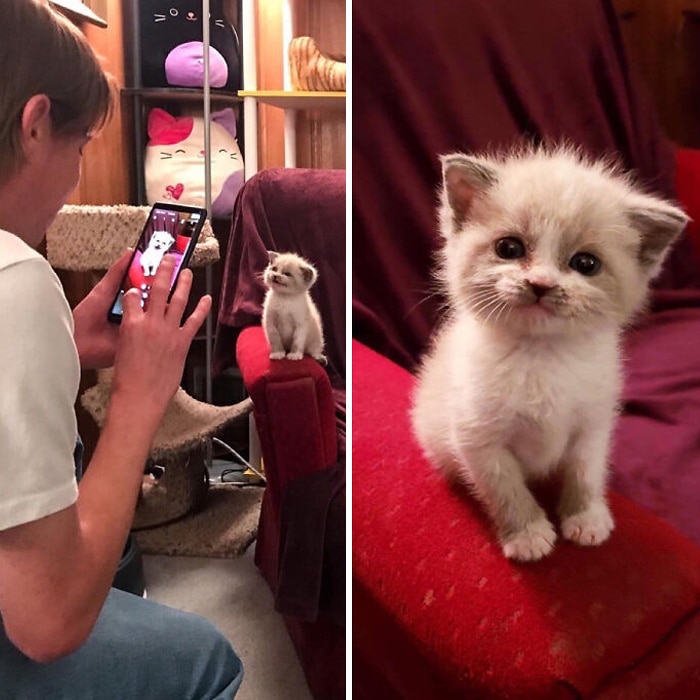 34 fotos de gatos supermodelos que certamente sabem fazer uma pose 33