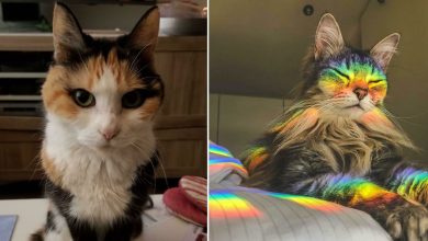 34 fotos de gatos supermodelos que certamente sabem fazer uma pose 9