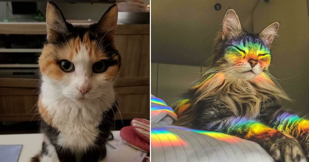 34 fotos de gatos supermodelos que certamente sabem fazer uma pose