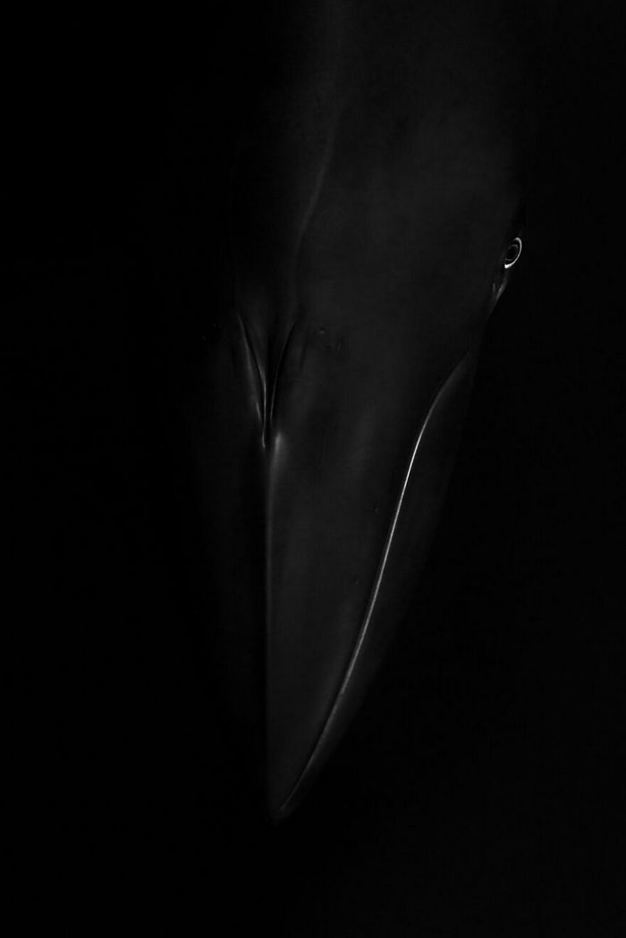 35 fotos incríveis e vencedoras do fotógrafo de natureza do ano de 2020 12