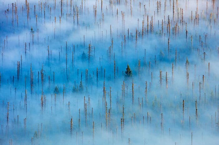 35 fotos incríveis e vencedoras do fotógrafo de natureza do ano de 2020 13