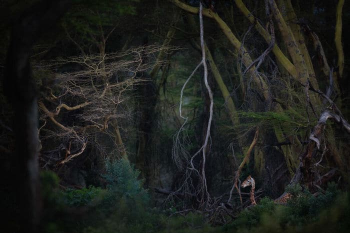 35 fotos incríveis e vencedoras do fotógrafo de natureza do ano de 2020 22