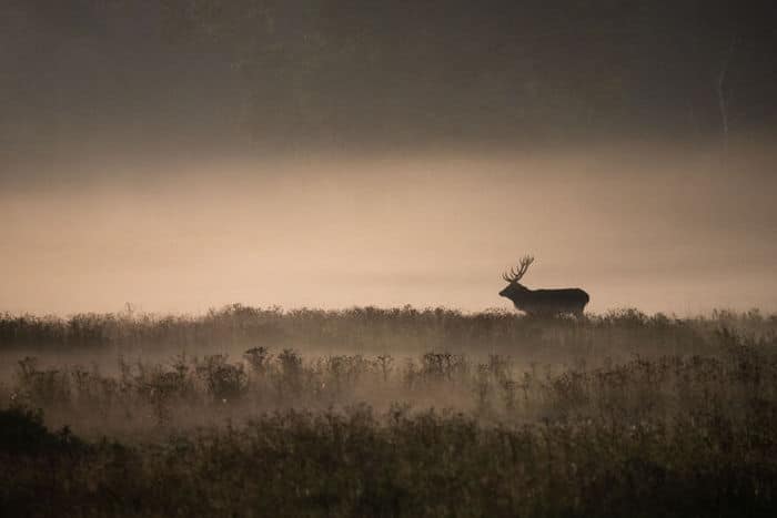 35 fotos incríveis e vencedoras do fotógrafo de natureza do ano de 2020 24