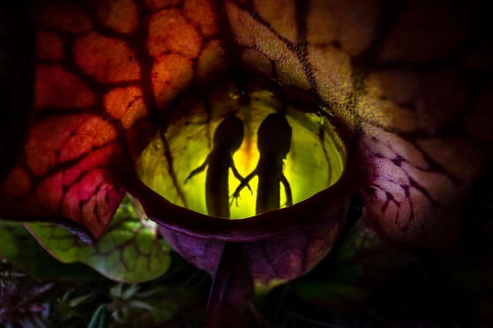 35 fotos incríveis e vencedoras do fotógrafo de natureza do ano de 2020 26