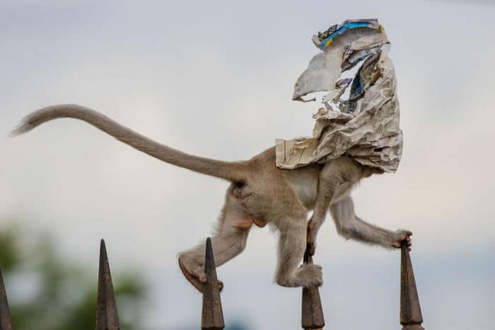 35 fotos incríveis e vencedoras do fotógrafo de natureza do ano de 2020 27