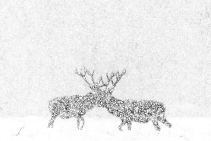 35 fotos incríveis e vencedoras do fotógrafo de natureza do ano de 2020 29