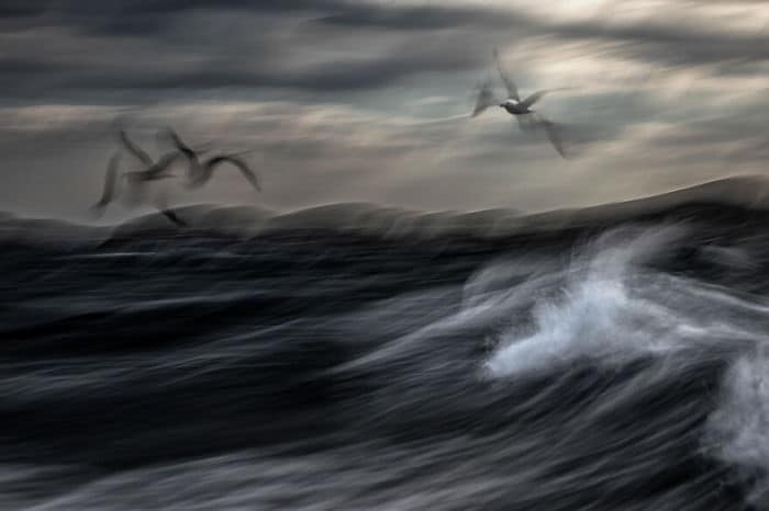 35 fotos incríveis e vencedoras do fotógrafo de natureza do ano de 2020 30