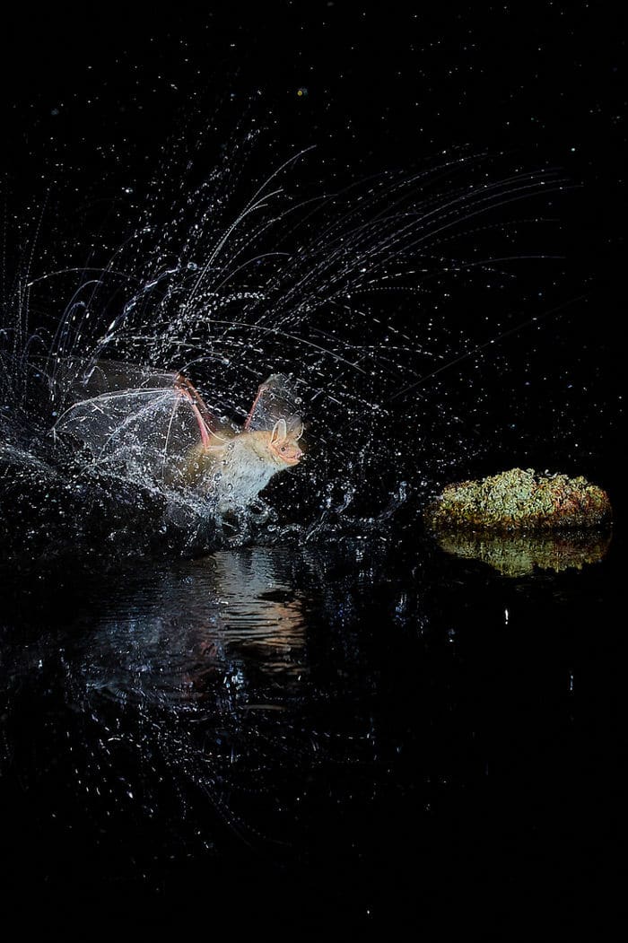 35 fotos incríveis e vencedoras do fotógrafo de natureza do ano de 2020 31