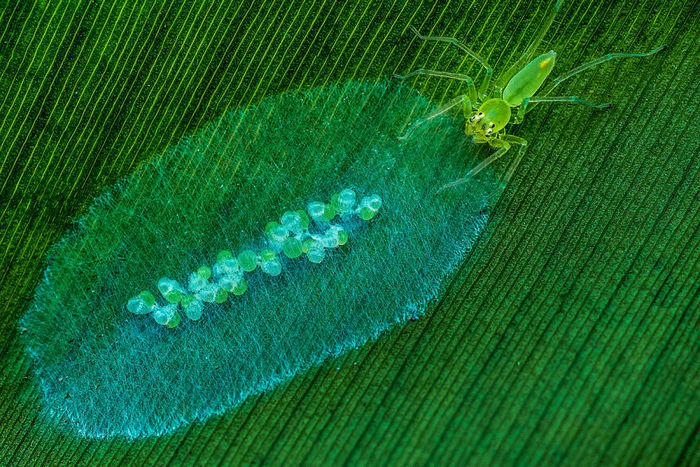 35 fotos incríveis e vencedoras do fotógrafo de natureza do ano de 2020 34