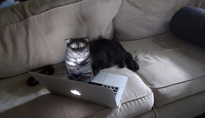 Mestres do Photoshop fazem imagens engraçadas ficarem ainda mais hilárias 1