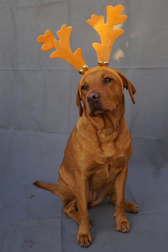 Mestres do Photoshop fazem imagens engraçadas ficarem ainda mais hilárias 3