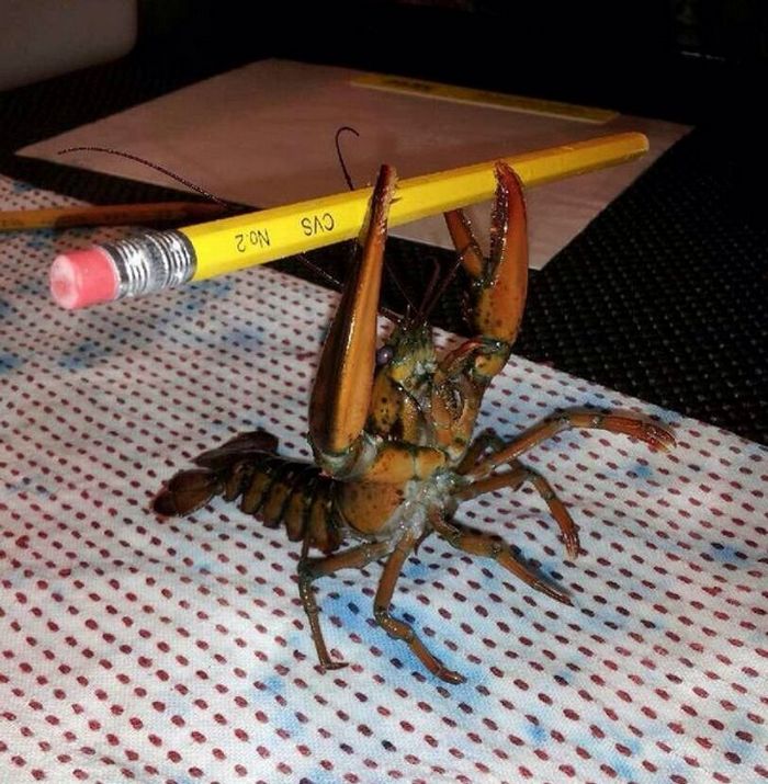 Mestres do Photoshop fazem imagens engraçadas ficarem ainda mais hilárias 5