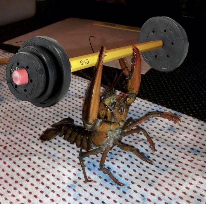 Mestres do Photoshop fazem imagens engraçadas ficarem ainda mais hilárias 7