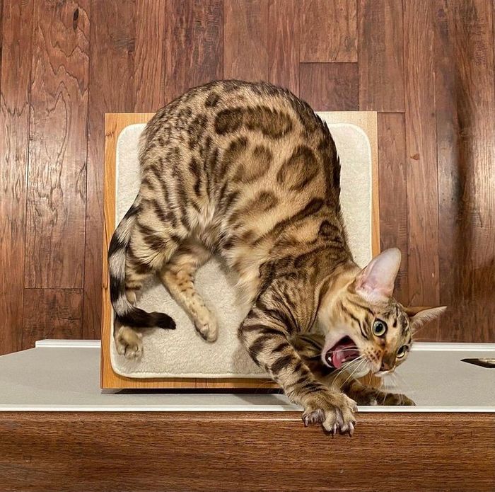 Mestres do Photoshop fazem imagens engraçadas ficarem ainda mais hilárias 8