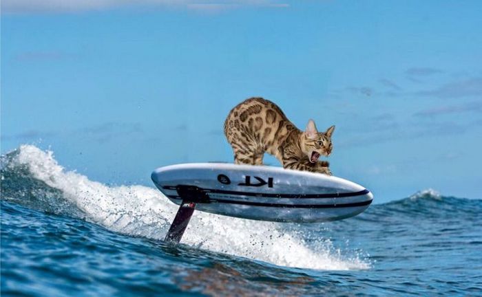 Mestres do Photoshop fazem imagens engraçadas ficarem ainda mais hilárias 9