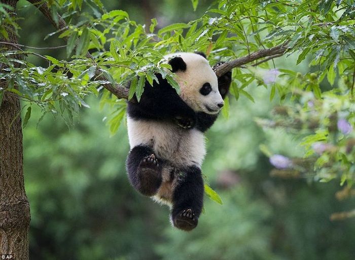 Mestres do Photoshop fazem imagens engraçadas ficarem ainda mais hilárias 10