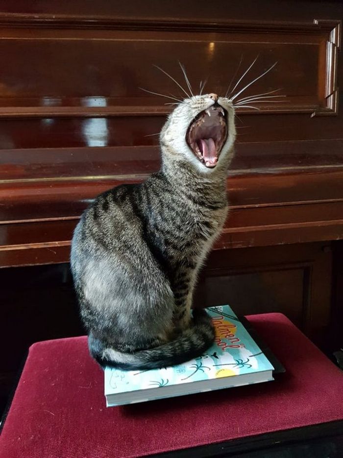 Mestres do Photoshop fazem imagens engraçadas ficarem ainda mais hilárias 16