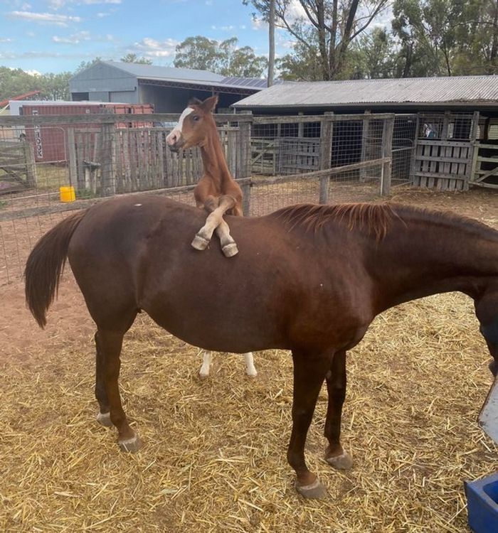 Mestres do Photoshop fazem imagens engraçadas ficarem ainda mais hilárias 18