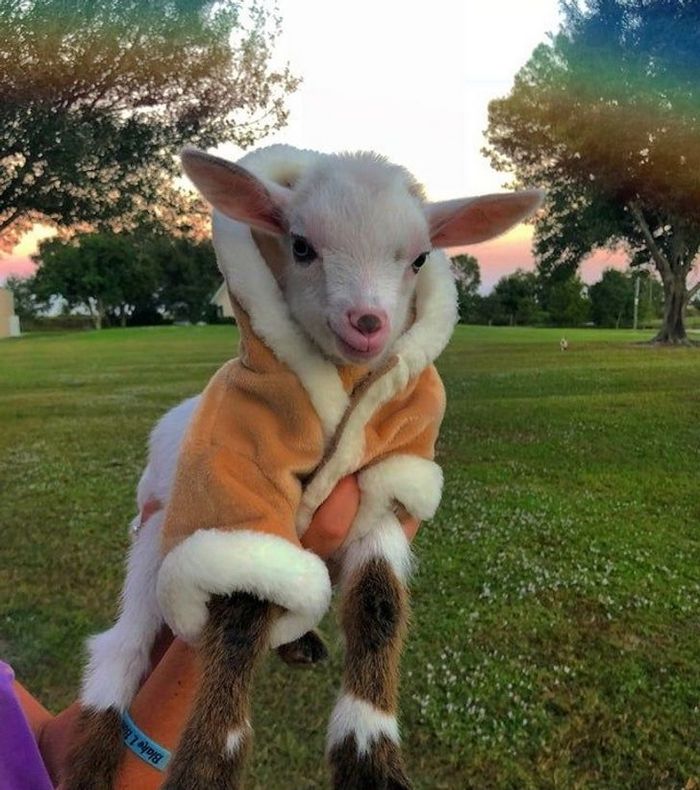 Mestres do Photoshop fazem imagens engraçadas ficarem ainda mais hilárias 20