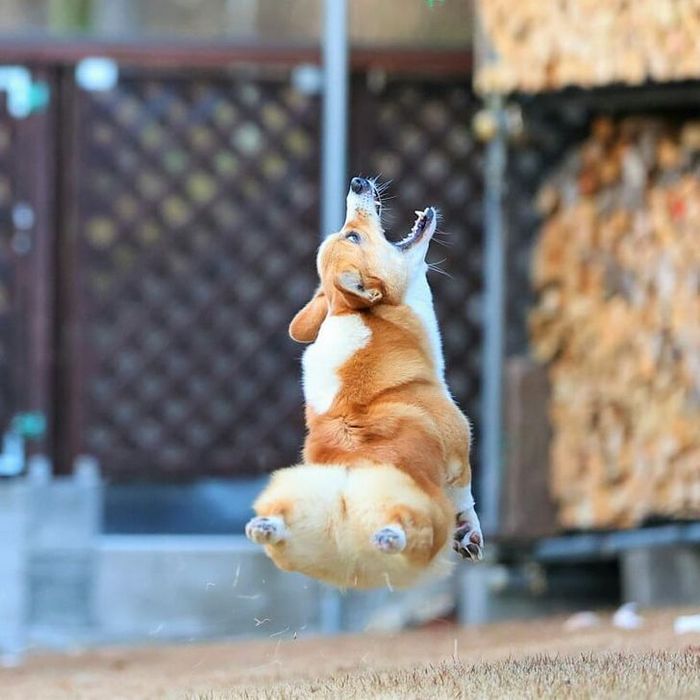 Mestres do Photoshop fazem imagens engraçadas ficarem ainda mais hilárias 22