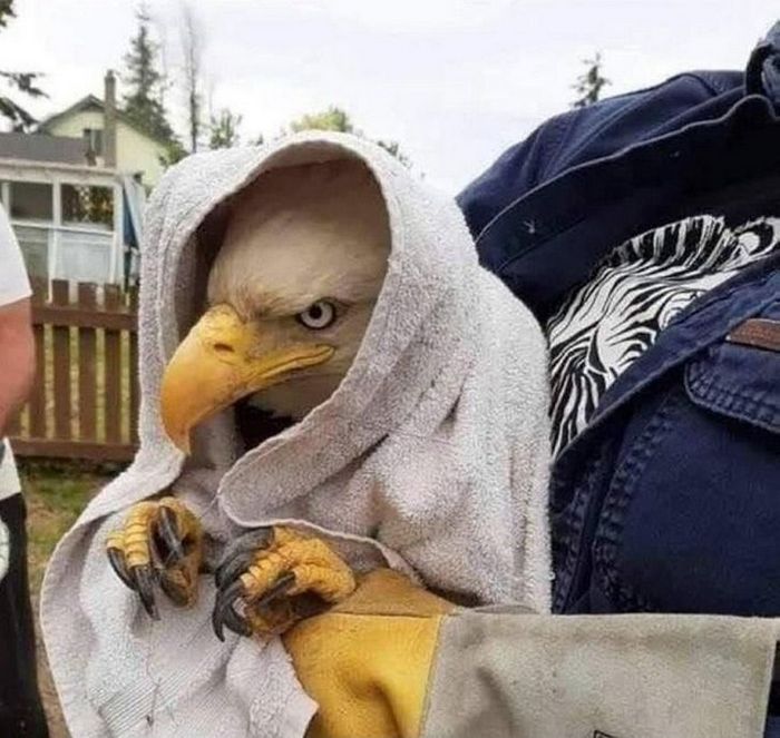 Mestres do Photoshop fazem imagens engraçadas ficarem ainda mais hilárias 25