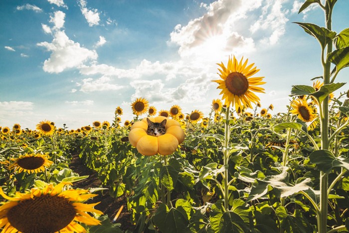 Mestres do Photoshop fazem imagens engraçadas ficarem ainda mais hilárias 28