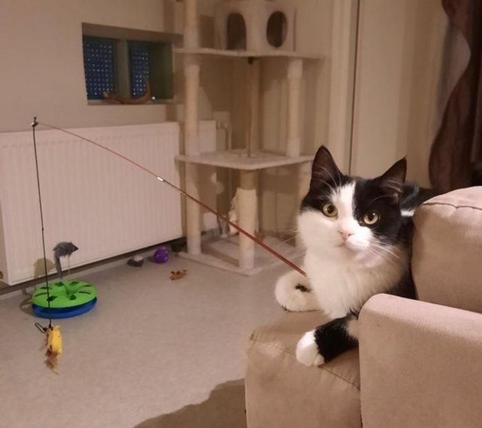 Mestres do Photoshop fazem imagens engraçadas ficarem ainda mais hilárias 32