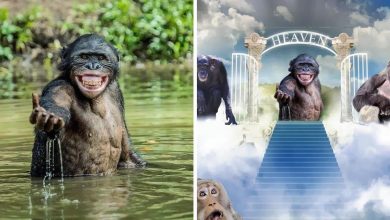 Mestres do Photoshop fazem imagens engraçadas ficarem ainda mais hilárias 16