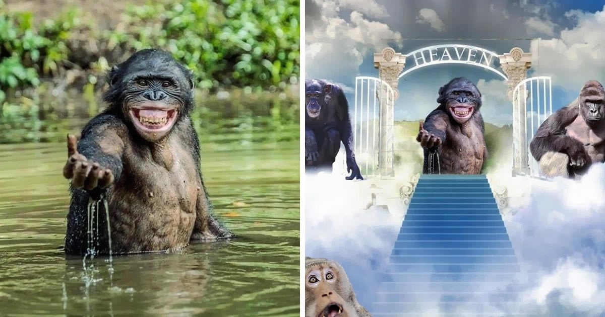 Mestres do Photoshop fazem imagens engraçadas ficarem ainda mais hilárias