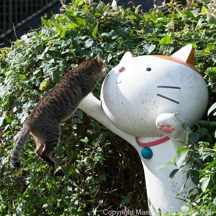 40 personalidades únicas de gatos de rua capturadas por este fotógrafo japonês 1