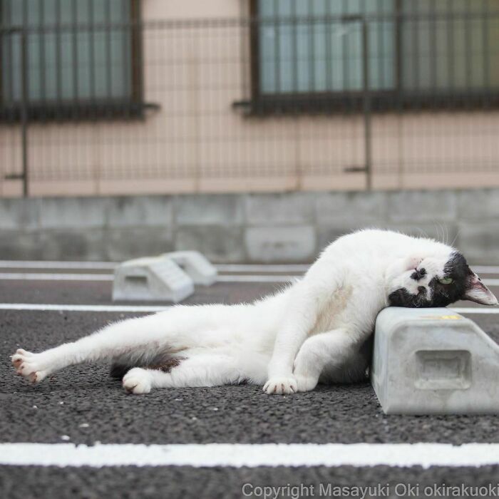 40 personalidades únicas de gatos de rua capturadas por este fotógrafo japonês 9