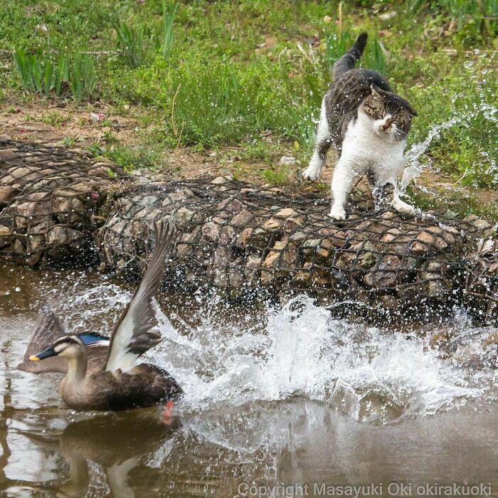 40 personalidades únicas de gatos de rua capturadas por este fotógrafo japonês 12