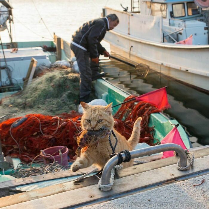 40 personalidades únicas de gatos de rua capturadas por este fotógrafo japonês 17