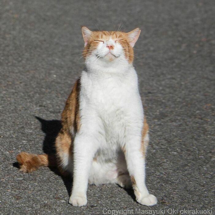 40 personalidades únicas de gatos de rua capturadas por este fotógrafo japonês 22