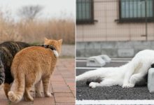 40 personalidades únicas de gatos de rua capturadas por este fotógrafo japonês 9