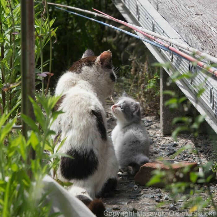 40 personalidades únicas de gatos de rua capturadas por este fotógrafo japonês 24