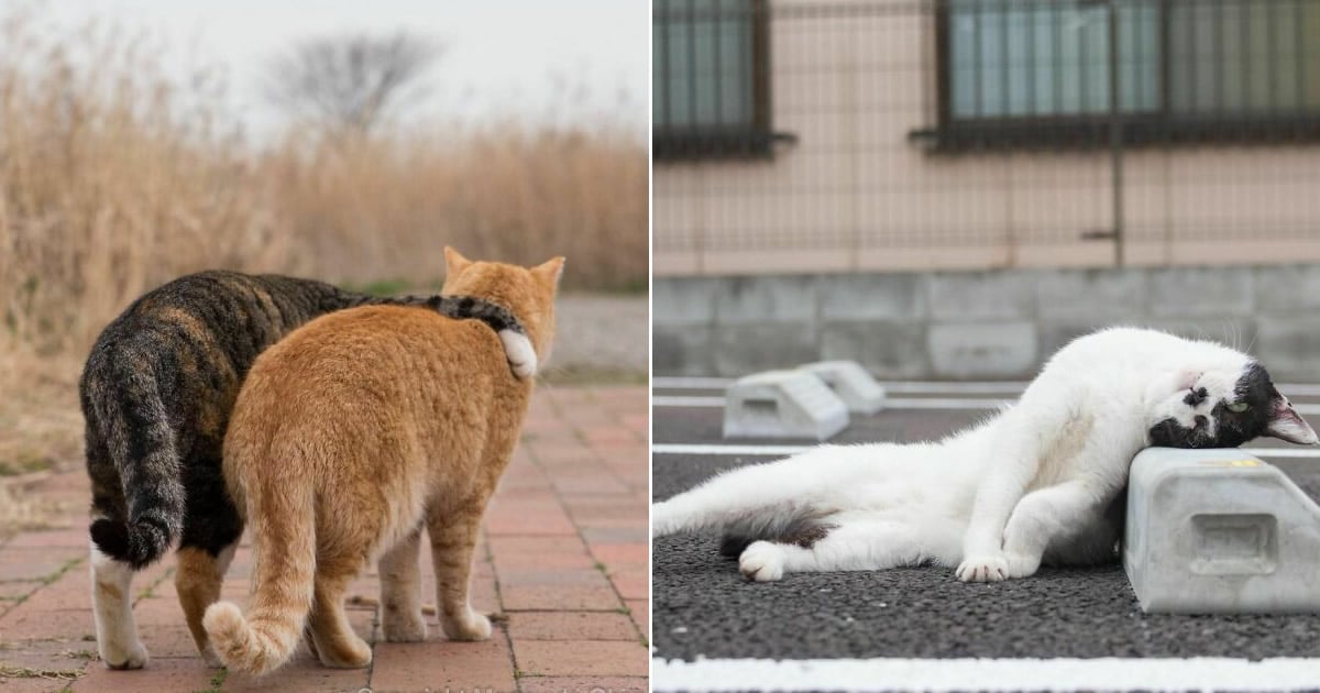 40 personalidades únicas de gatos de rua capturadas por este fotógrafo japonês
