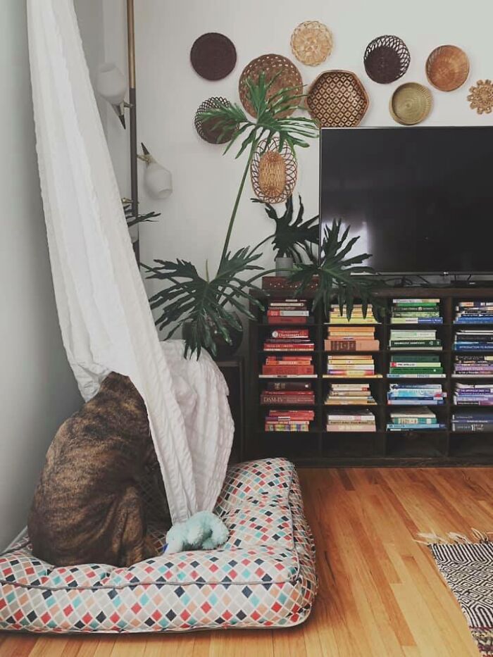 Pessoas postam fotos de cachorros escondidos e a dificuldade de encontrá-los varia de 0 a 100 1