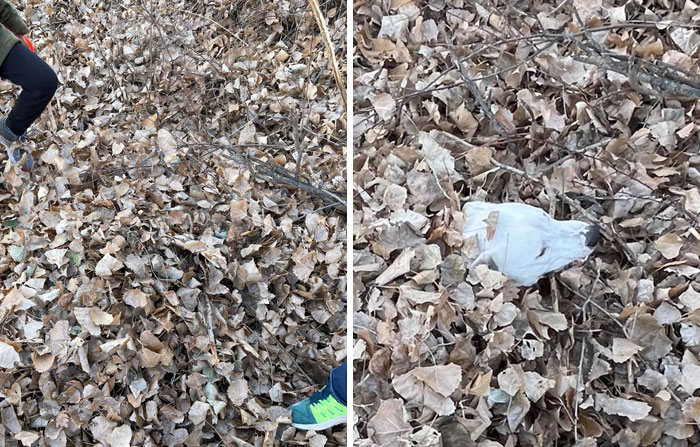 Pessoas postam fotos de cachorros escondidos e a dificuldade de encontrá-los varia de 0 a 100 4