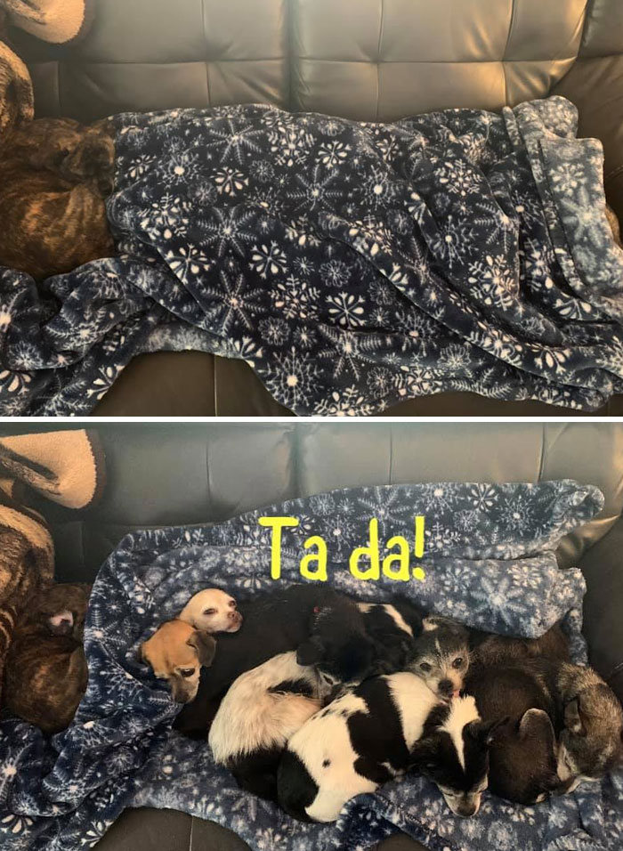 Pessoas postam fotos de cachorros escondidos e a dificuldade de encontrá-los varia de 0 a 100 5