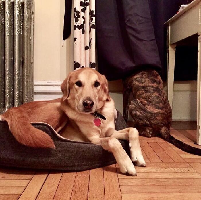 Pessoas postam fotos de cachorros escondidos e a dificuldade de encontrá-los varia de 0 a 100 6