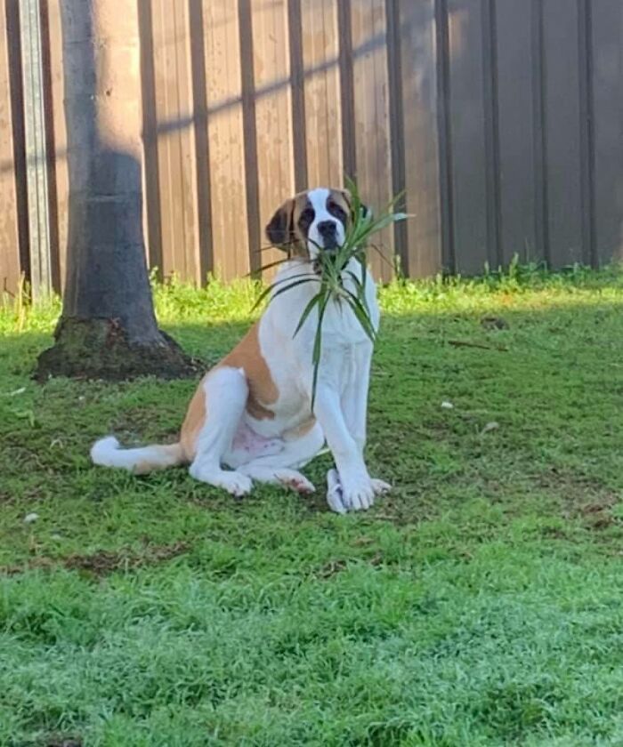 Pessoas postam fotos de cachorros escondidos e a dificuldade de encontrá-los varia de 0 a 100 8