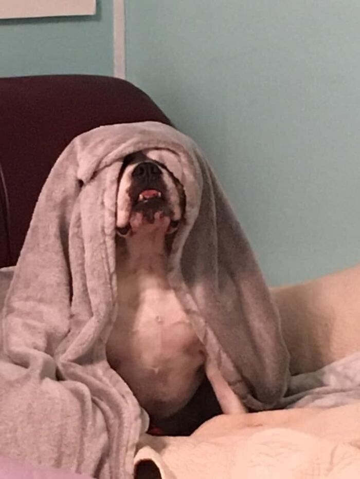 Pessoas postam fotos de cachorros escondidos e a dificuldade de encontrá-los varia de 0 a 100 9