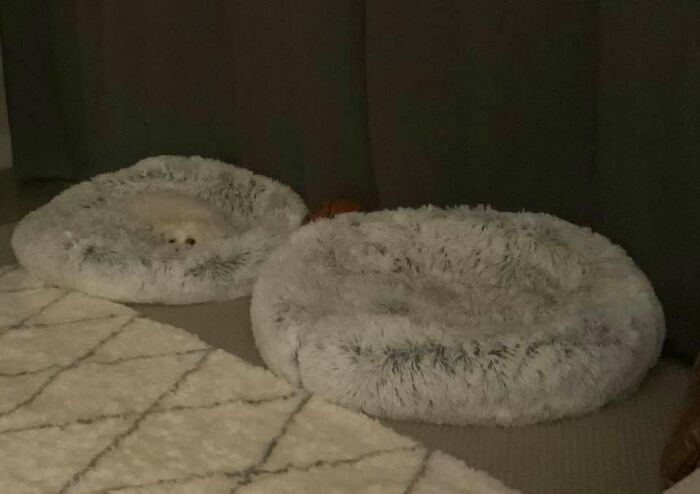 Pessoas postam fotos de cachorros escondidos e a dificuldade de encontrá-los varia de 0 a 100 10