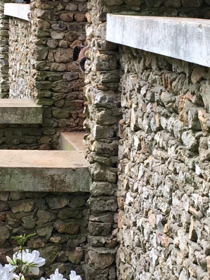 Pessoas postam fotos de cachorros escondidos e a dificuldade de encontrá-los varia de 0 a 100 13