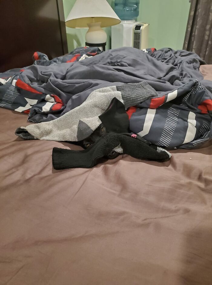 Pessoas postam fotos de cachorros escondidos e a dificuldade de encontrá-los varia de 0 a 100 14