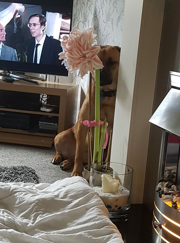 Pessoas postam fotos de cachorros escondidos e a dificuldade de encontrá-los varia de 0 a 100 15