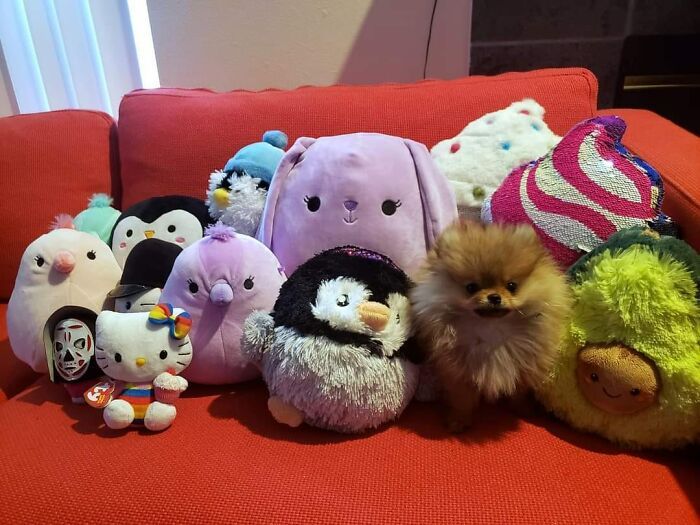 Pessoas postam fotos de cachorros escondidos e a dificuldade de encontrá-los varia de 0 a 100 16