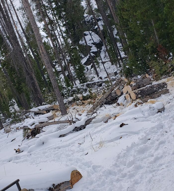 Pessoas postam fotos de cachorros escondidos e a dificuldade de encontrá-los varia de 0 a 100 17